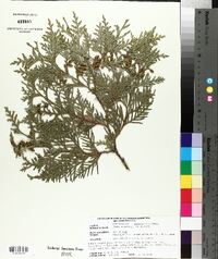 Thuja standishii image