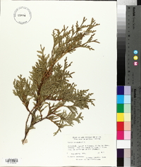 Thuja occidentalis image