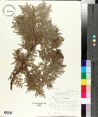 Thuja occidentalis image