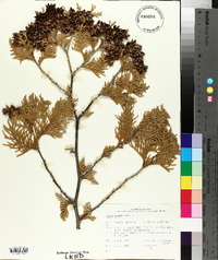 Thuja occidentalis image