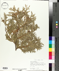 Thuja occidentalis image