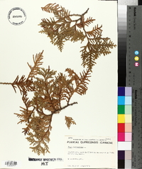 Thuja occidentalis image