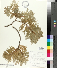 Thuja occidentalis image