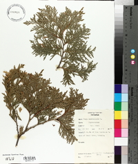 Thuja occidentalis image