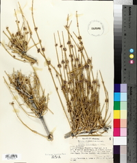 Ephedra fasciculata image