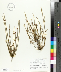 Ephedra fasciculata image