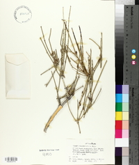 Ephedra fasciculata image