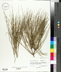 Ephedra aspera image