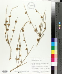 Ephedra torreyana image