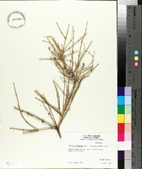 Ephedra torreyana image