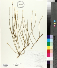 Ephedra aspera image