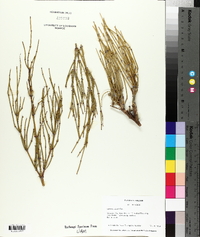 Ephedra viridis image