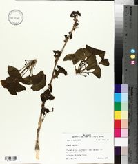 Ginkgo biloba image