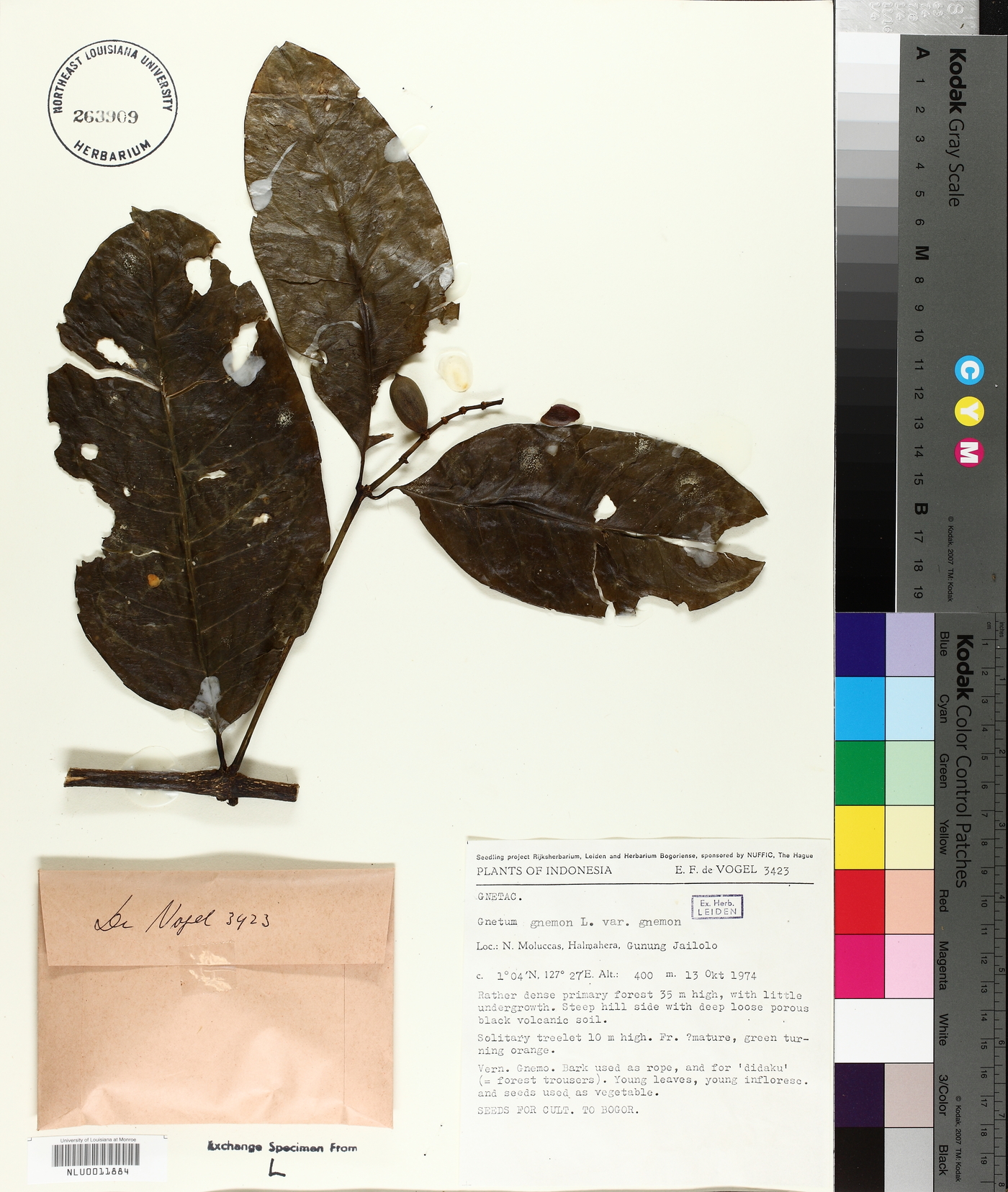 Gnetum gnemon image