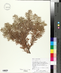 Abies balsamea image