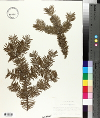 Abies balsamea image