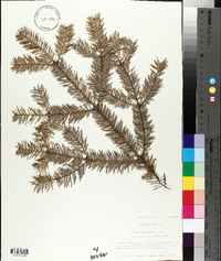 Abies balsamea image