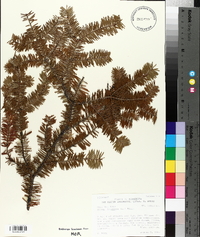 Abies balsamea image