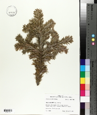 Abies balsamea image