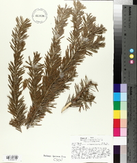 Abies concolor image