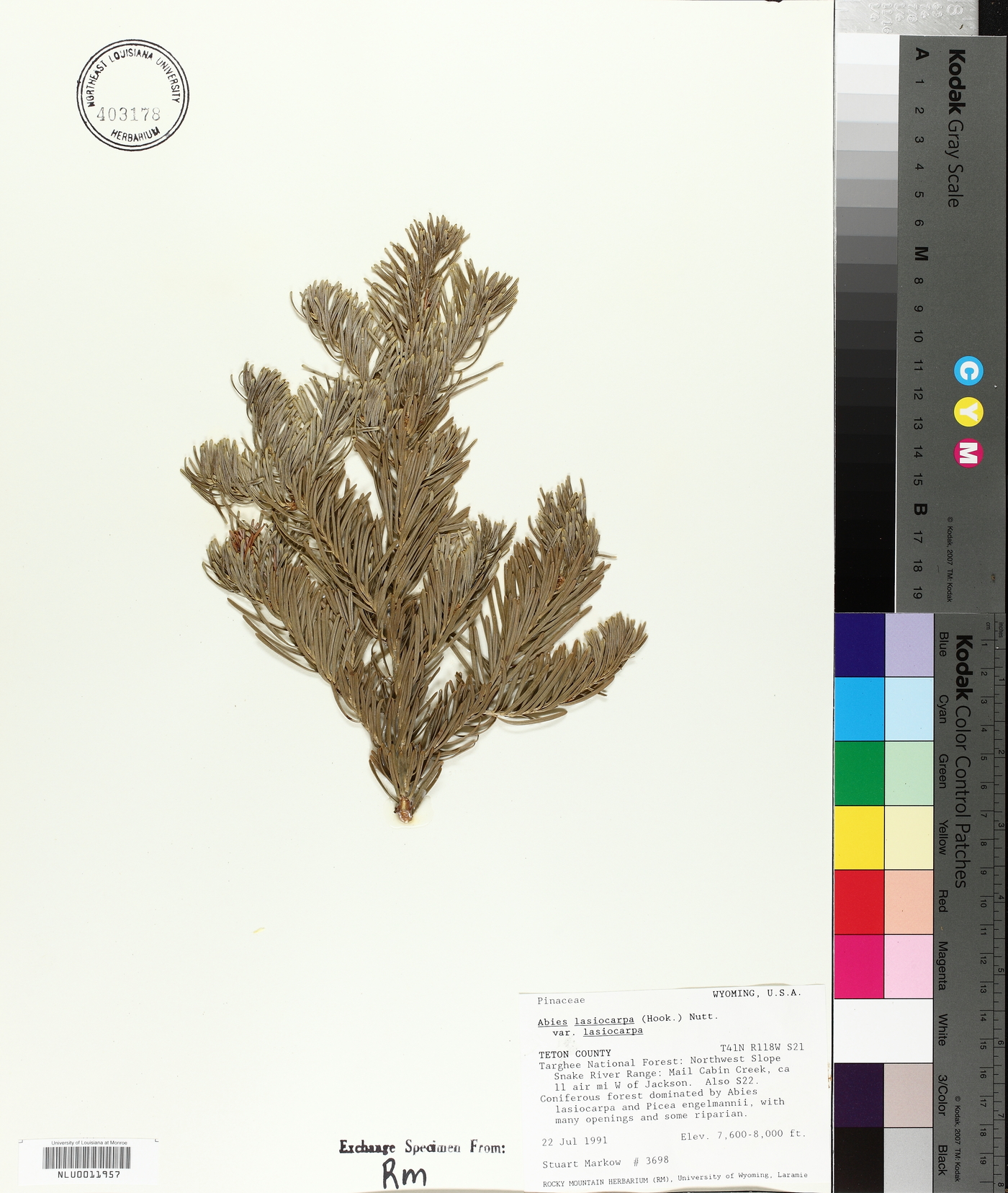 Abies lasiocarpa subsp. lasiocarpa image