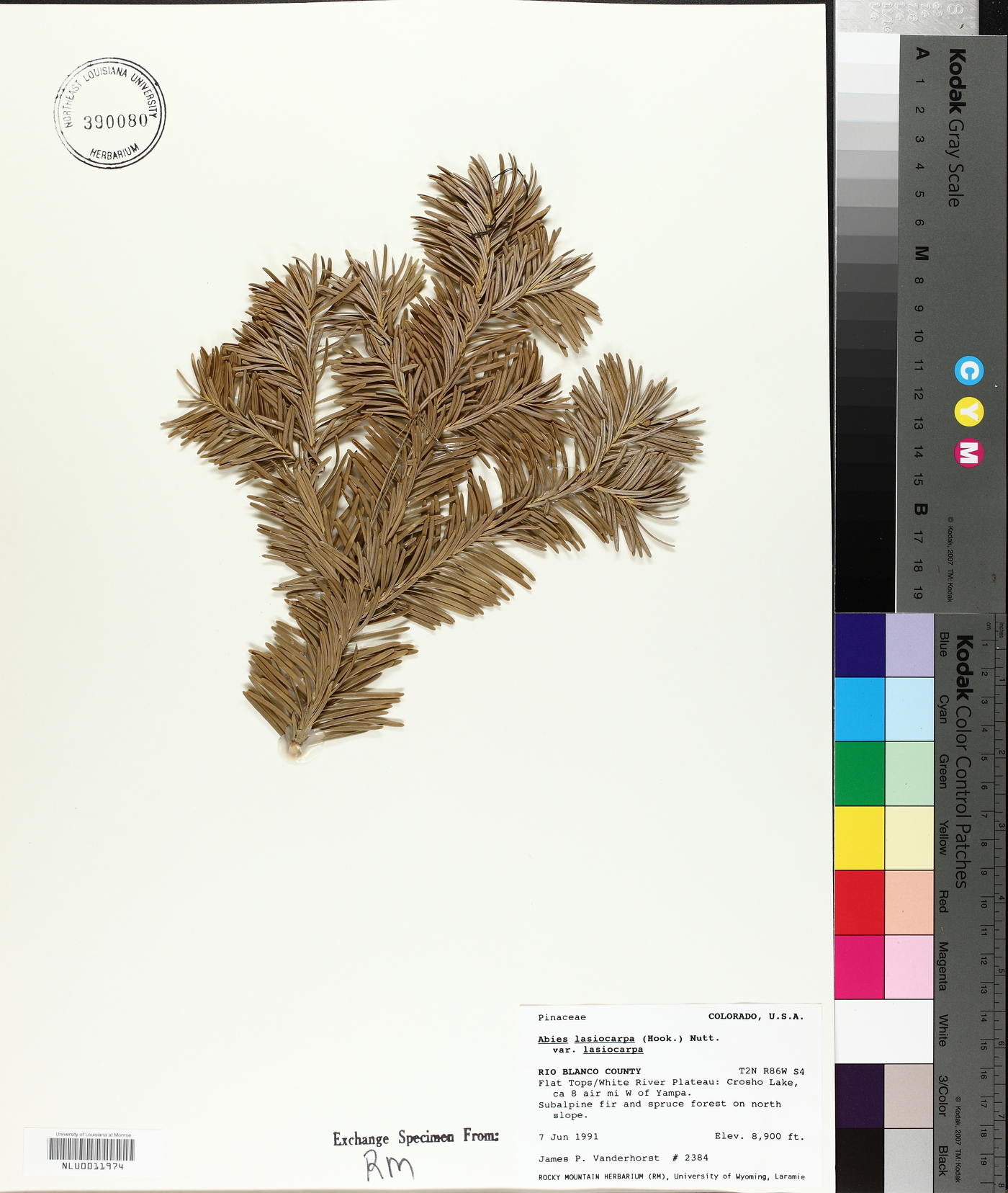 Abies lasiocarpa subsp. lasiocarpa image