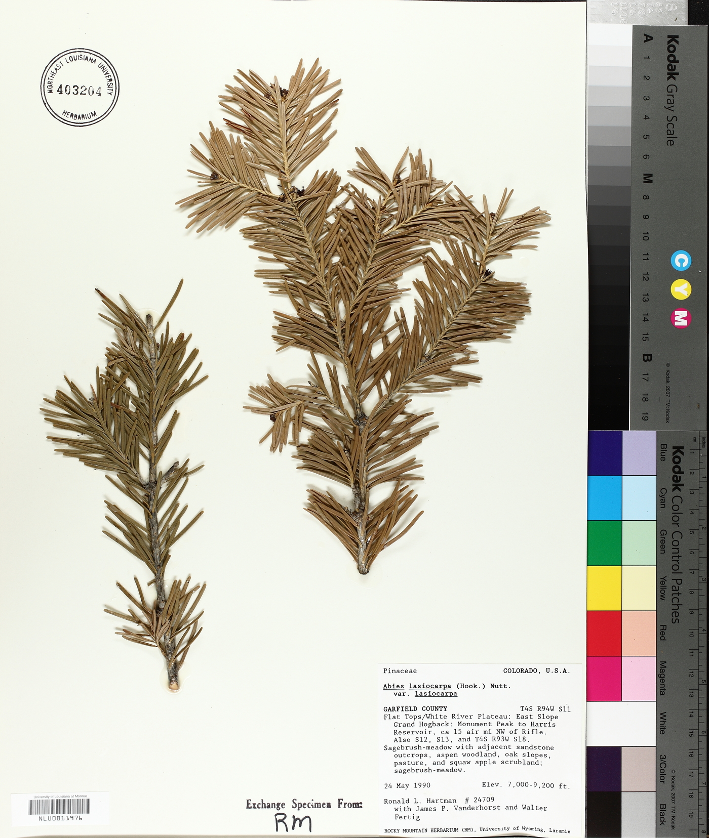 Abies lasiocarpa subsp. lasiocarpa image