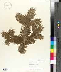 Abies balsamea image