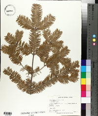 Abies balsamea image