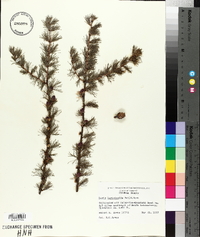 Larix laricina image