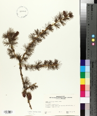 Larix laricina image