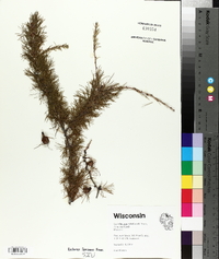 Larix laricina image