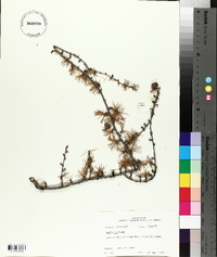 Larix laricina image