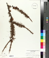 Larix laricina image