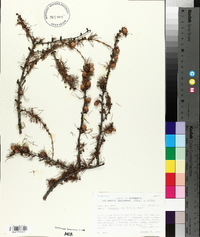 Larix laricina image