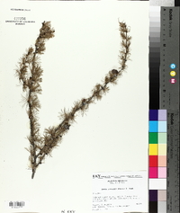 Larix laricina image