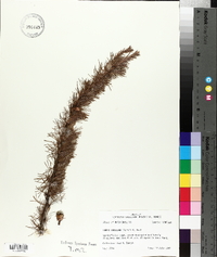 Larix laricina image