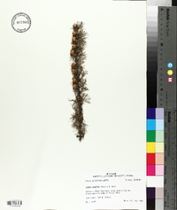 Larix laricina image