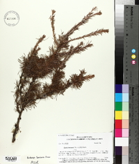 Larix laricina image