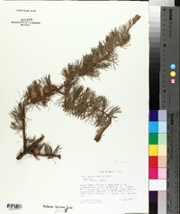 Larix laricina image