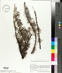 Larix sibirica image