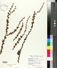 Larix laricina image