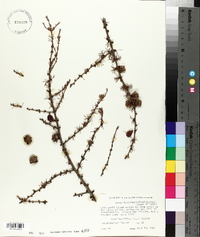 Larix laricina image