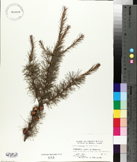 Larix laricina image