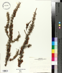 Larix laricina image