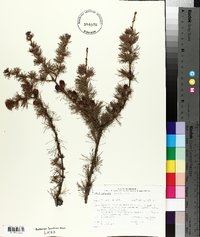 Larix laricina image