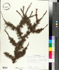 Larix laricina image