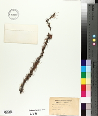 Larix laricina image