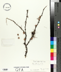 Larix laricina image