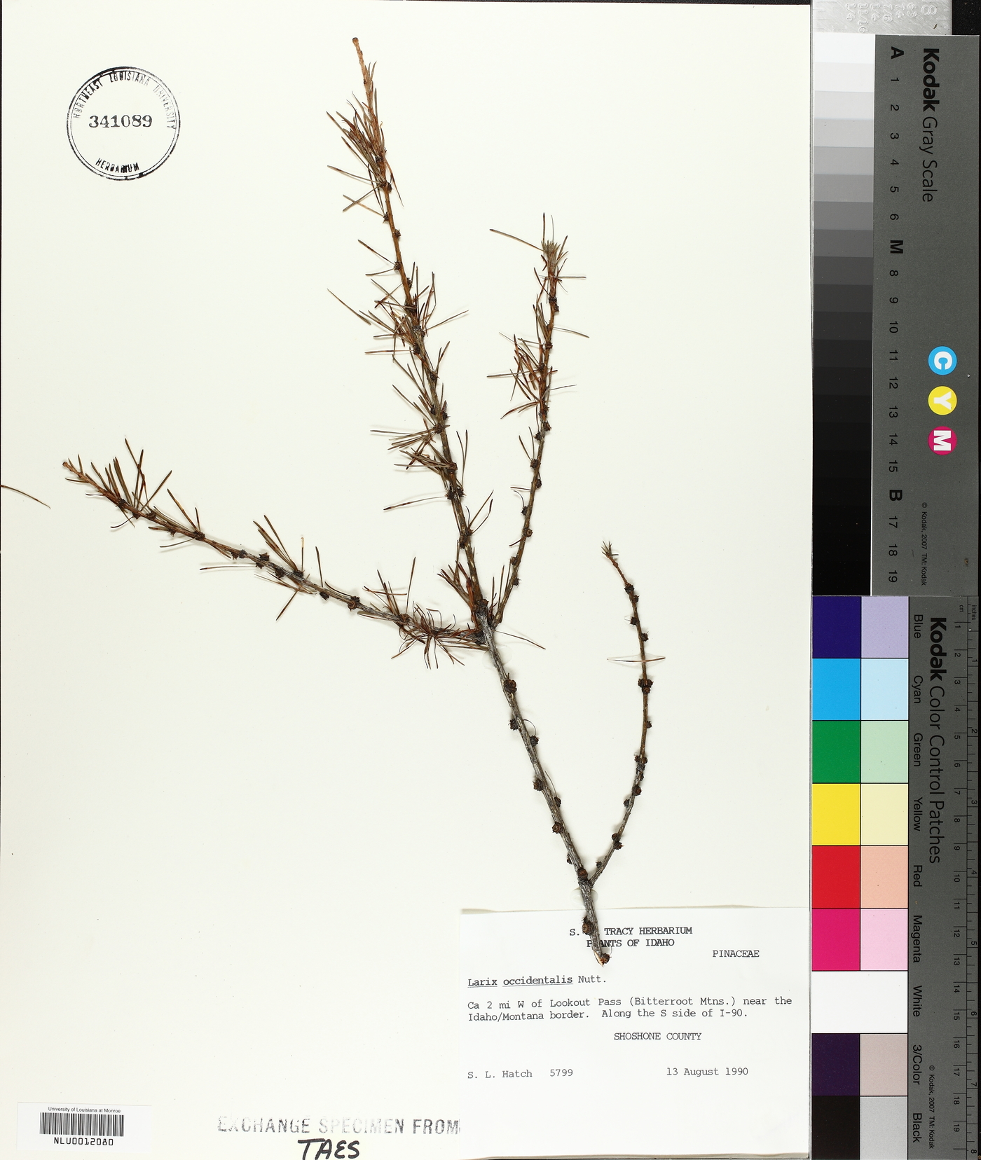 Larix occidentalis image